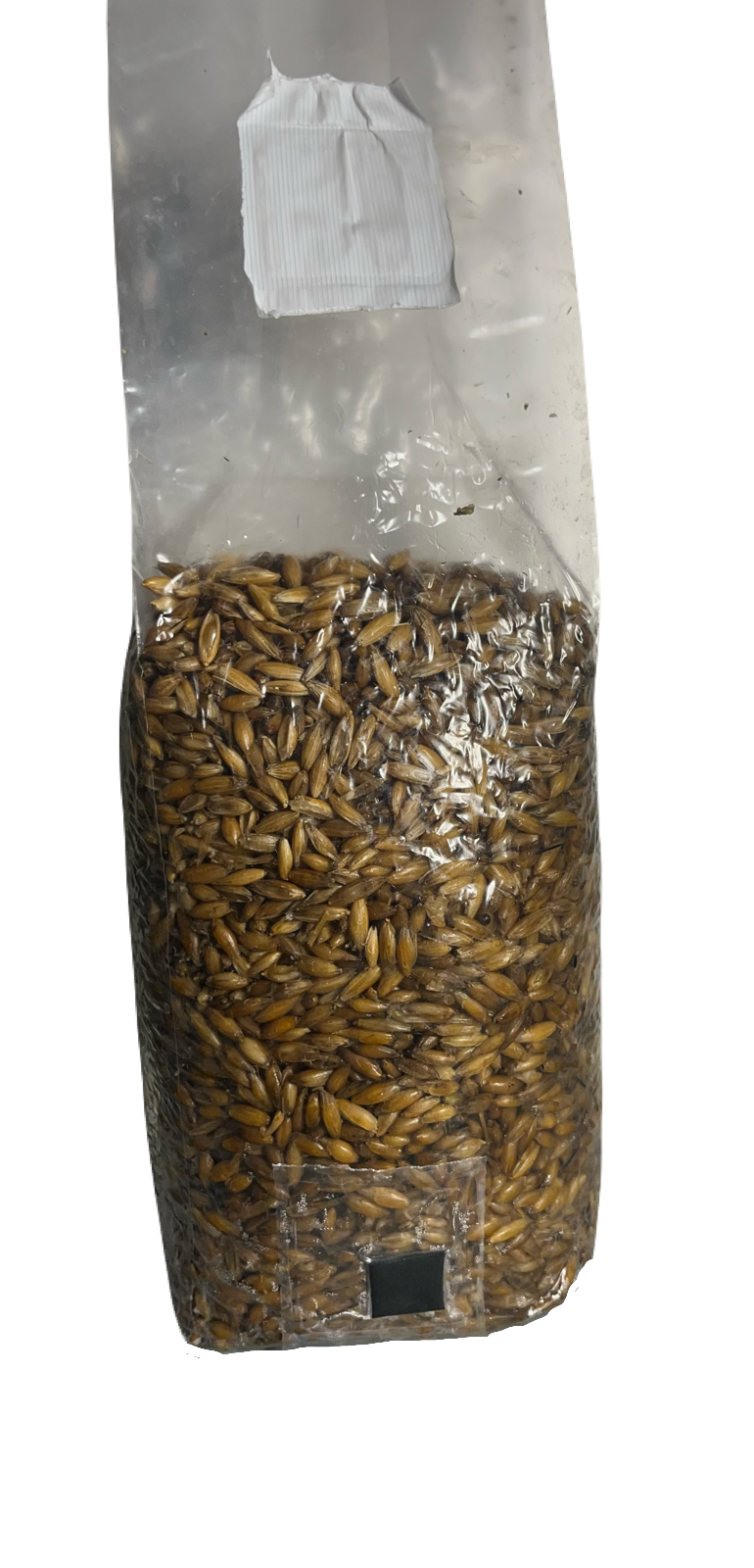 Pre-Sterilized Oat Grain Spawn